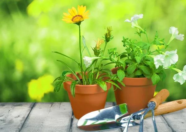 Equipamento de jardinagem, vaso da flor, única flor . — Fotografia de Stock
