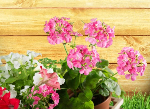 Gardening, garden, flowerpot. — Stock Photo, Image