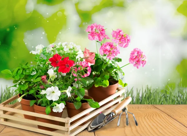 Jardinage, jardin, pot de fleurs . — Photo