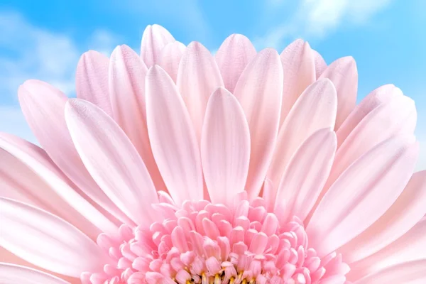 Daisy, Gerbera Daisy, blomma. — Stockfoto
