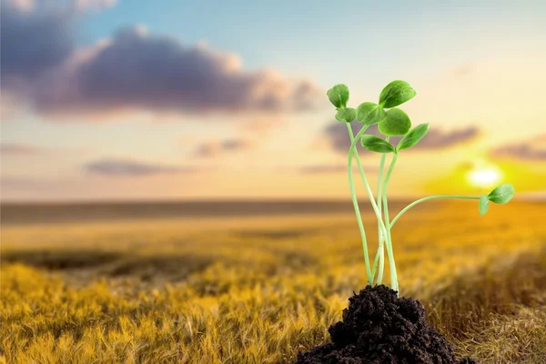 Clover, Four Leaf Clover, Luck. — Stock Photo, Image