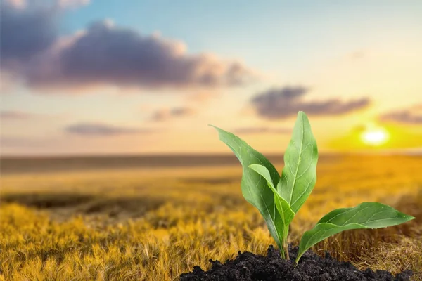 Leaf, Plant, Seed. — Stock Photo, Image