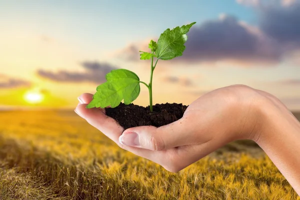 Ambiente, Crescimento, Planta . — Fotografia de Stock