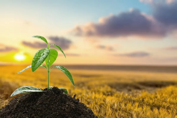 Planta, Bud, Girassol . — Fotografia de Stock