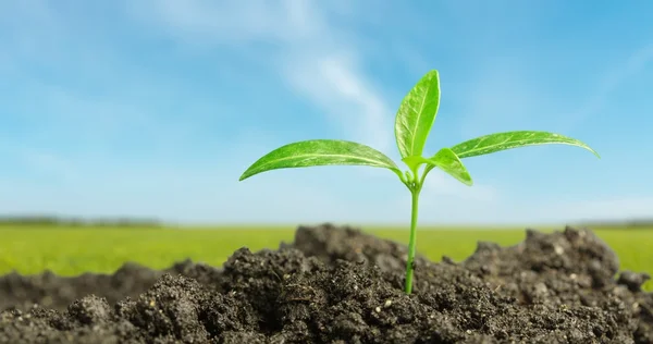 Crecimiento, Jardinería, Plántulas . — Foto de Stock