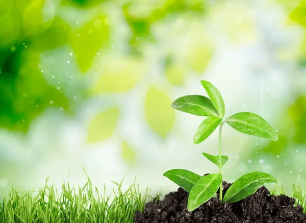 Agriculture, Life, Dirt. — Stock Photo, Image