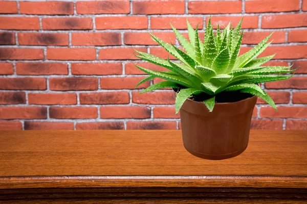 Aloe, Estrella, Verde . —  Fotos de Stock