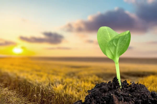 Mudas, Planta, Crescimento . — Fotografia de Stock