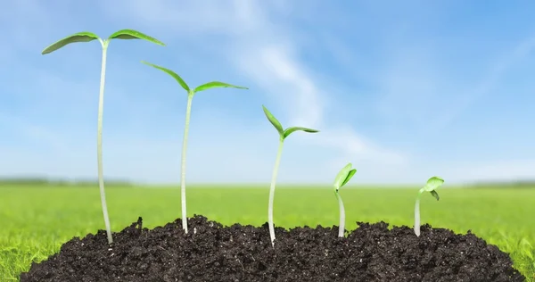 Sementes, Crescimento, Plantação . — Fotografia de Stock