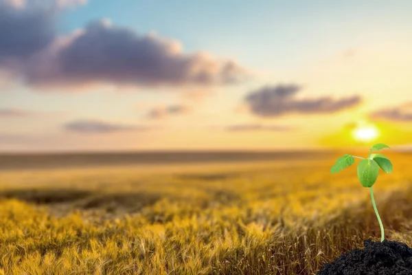 Grow, growing, seed. — Stock Photo, Image