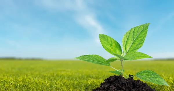 Planta, Crecimiento, Árbol . —  Fotos de Stock