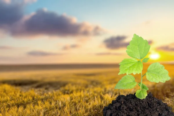 Quercia, alberello, albero . — Foto Stock