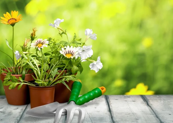 Trädgårdsarbete utrustning, blomkruka, enda blomma. — Stockfoto