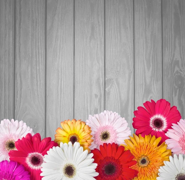 Blume, Gänseblümchen, Rahmen. — Stockfoto