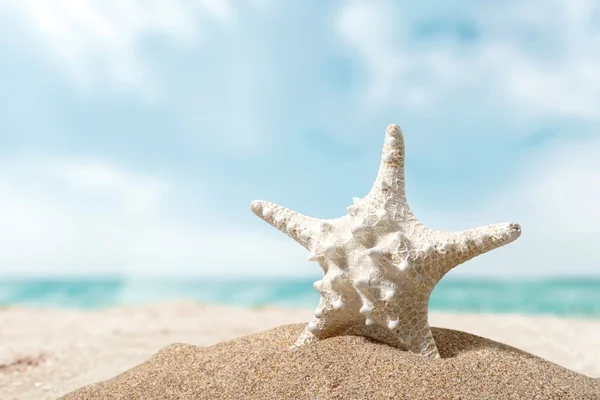 Пляж, морские звезды, кариес . — стоковое фото