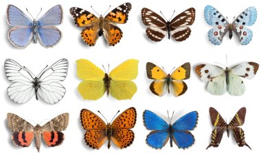 Butterfly, Insect, Wing. clipart