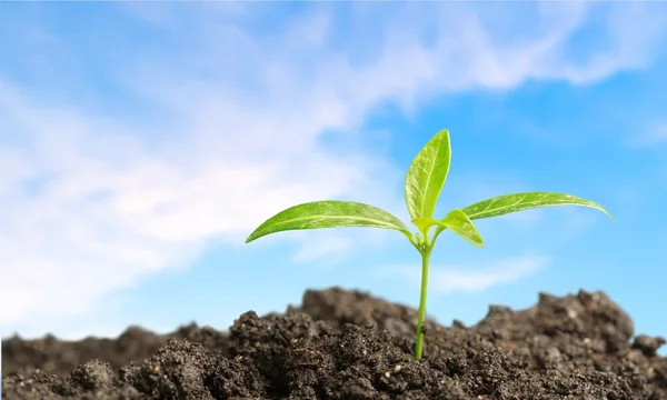 Growth, Gardening, Seedling. — Stock Photo, Image