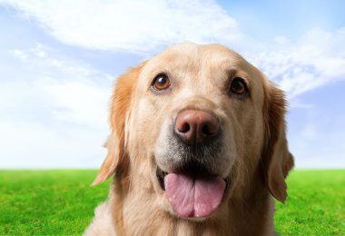 Altın, köpek, beyaz.