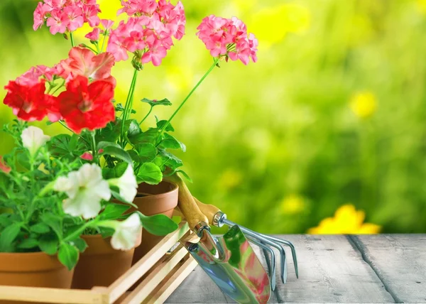 Gartenarbeit, Garten, Blumentopf. — Stockfoto