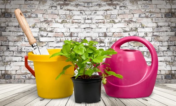 Gardening, Gardening Equipment, Plant. — Stock Photo, Image