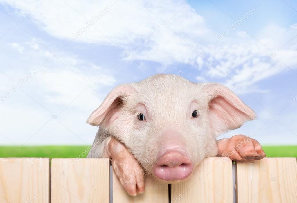 Pig, closeup, isolated.
