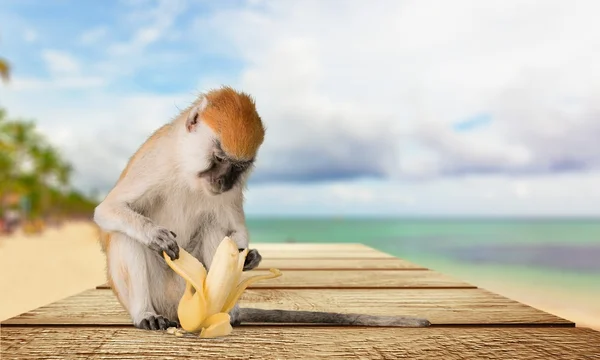 Macaco, Banana, Primaz . — Fotografia de Stock