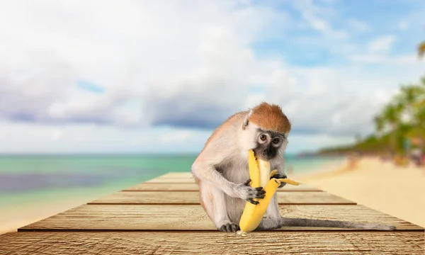 Macaco, Banana, Primaz . — Fotografia de Stock