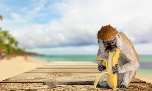 Macaco, Banana, Primaz . — Fotografia de Stock