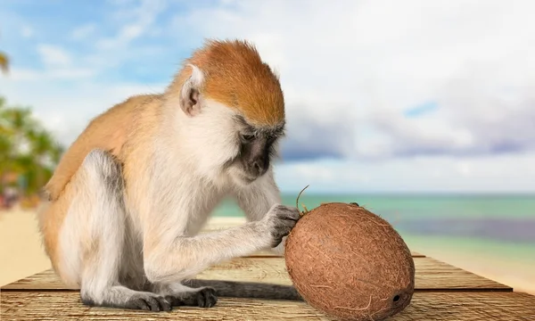 Monkey, Primate, Isolated. — Stock Photo, Image