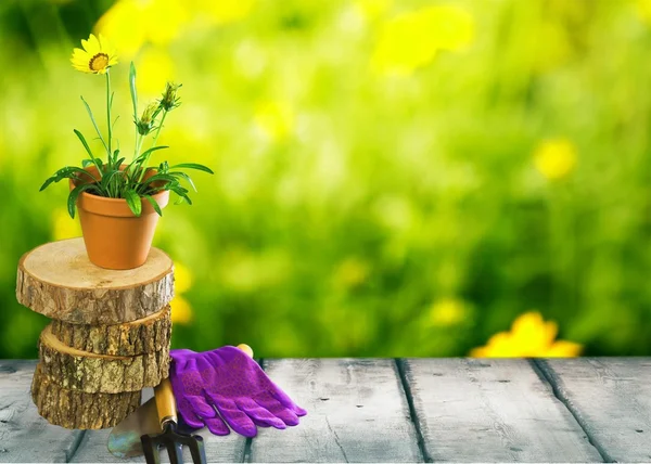 Jardinage, jardin, pot de fleurs . — Photo