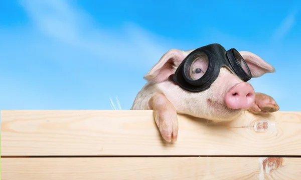 Tiere, Schwein, Ferkel. — Stockfoto