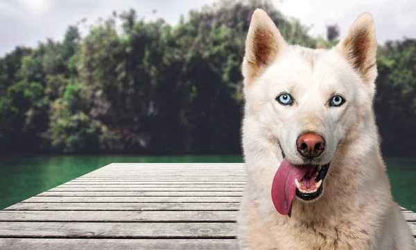 Hund, Cockerspaniel, fröhlich. — Stockfoto