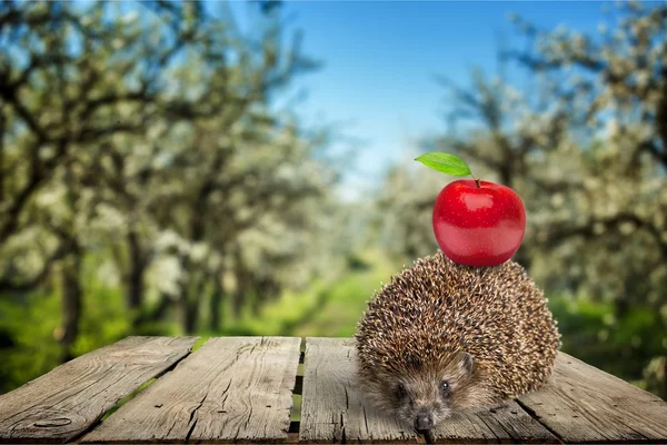 Hedgehog, Apple, Animal. — Stock Photo, Image