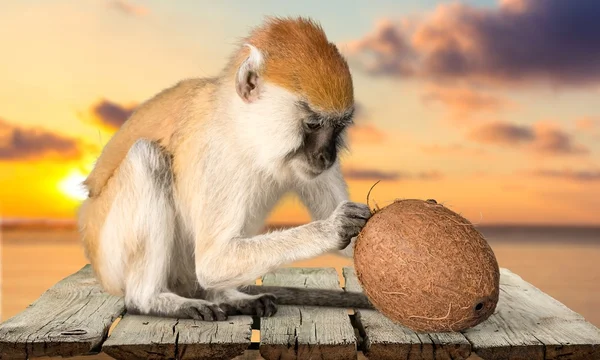 Monkey, Primate, Isolated. — Stock Photo, Image