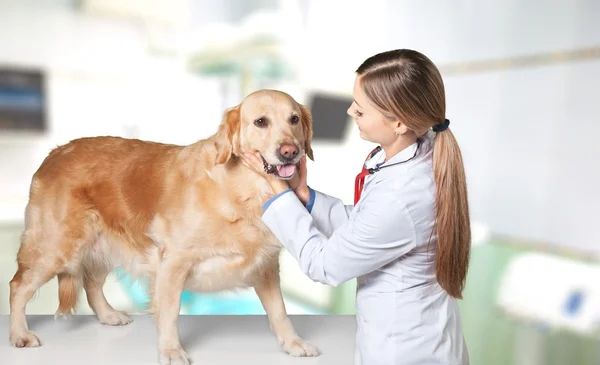 Kutya, Golden Retriever, Pets. — Stock Fotó