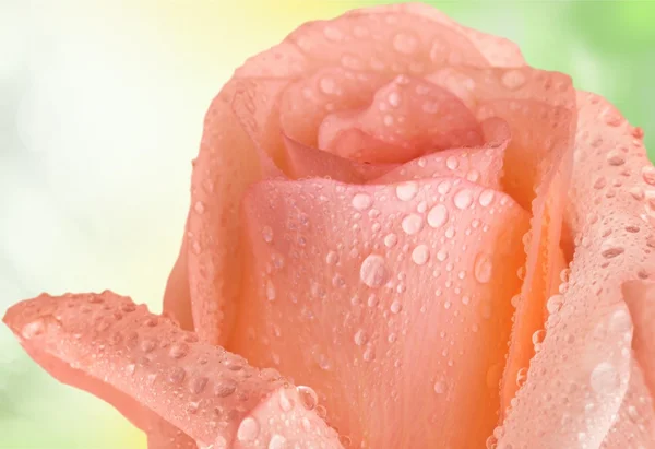 Rosa, San Valentino, Fiore . — Foto Stock