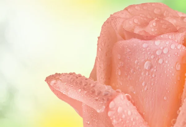 Rose, ημέρα του Αγίου Βαλεντίνου, λουλούδι. — Φωτογραφία Αρχείου