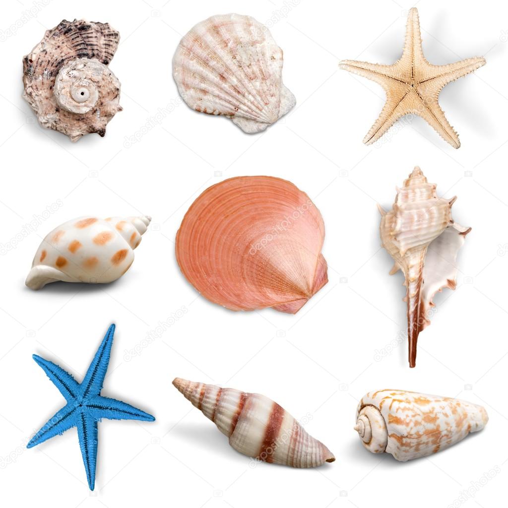 Collection, shell, object.
