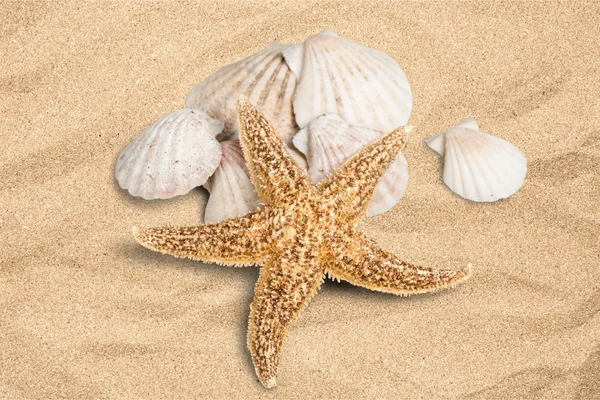 Shell, Starfish, zomer. — Stockfoto