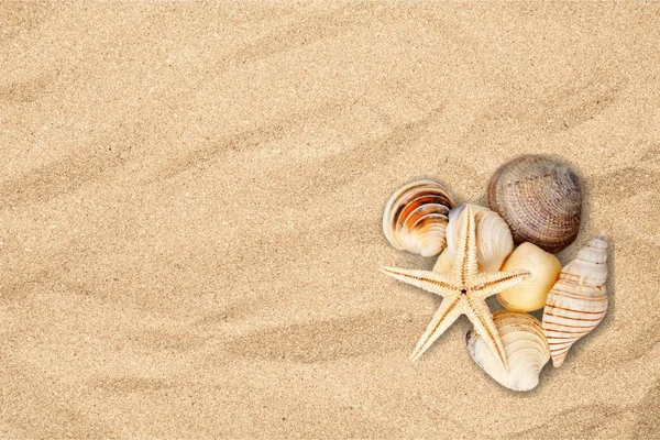 Shell, Starfish, Verão . — Fotografia de Stock