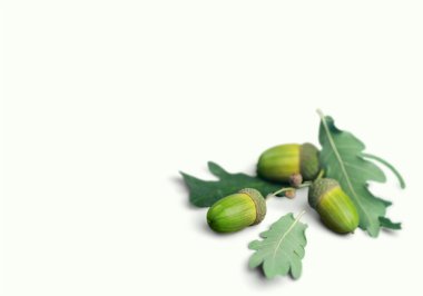 Meşe palamudu, meşe palamudu, meşe.