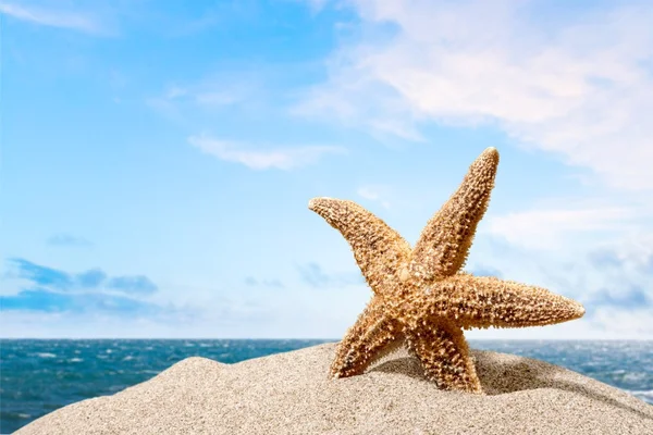 Praia, estrela-do-mar, caribe . — Fotografia de Stock