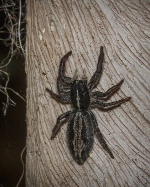 Gros Plan Une Araignée Noire — Photo