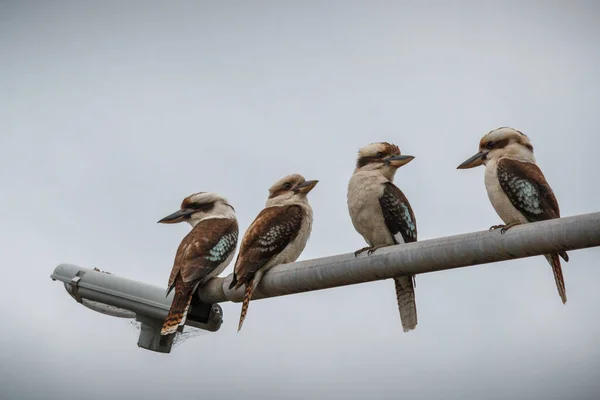 Cuatro Kookaburras Sentados Una Percha —  Fotos de Stock