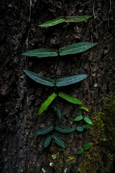 Una Planta Verde Bosque Trepando Por Tronco Árbol — Foto de Stock