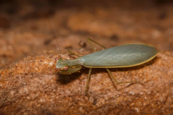 Primer Plano Una Mantis Religiosa — Foto de Stock