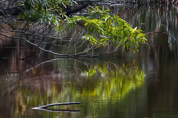 Spiegelung Eines Baumes Einem Teich Neben Einem Gewässer — Stockfoto