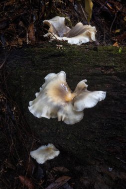 Ormandaki uzun mantarlar