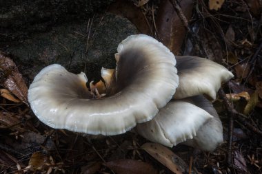 Ormandaki bir ağaçta büyüyen mantar.