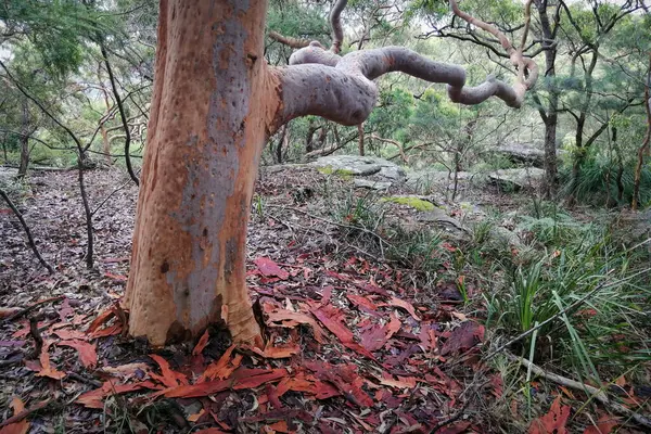 Tronco Árbol Rojo Bosque Con Una Rama Que Alcanza — Foto de Stock